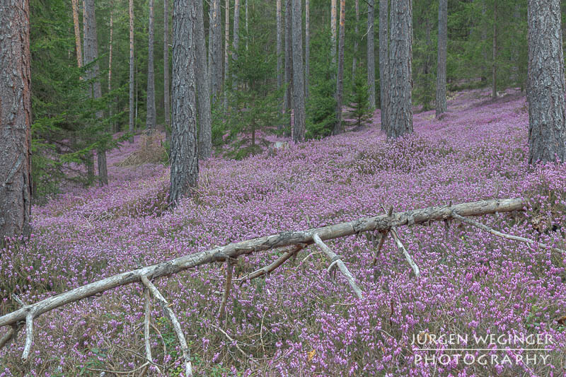 Herrliches violettes Farbenmeer in Hinterlobming, Steiermark. Die Erikablüte im Frühling