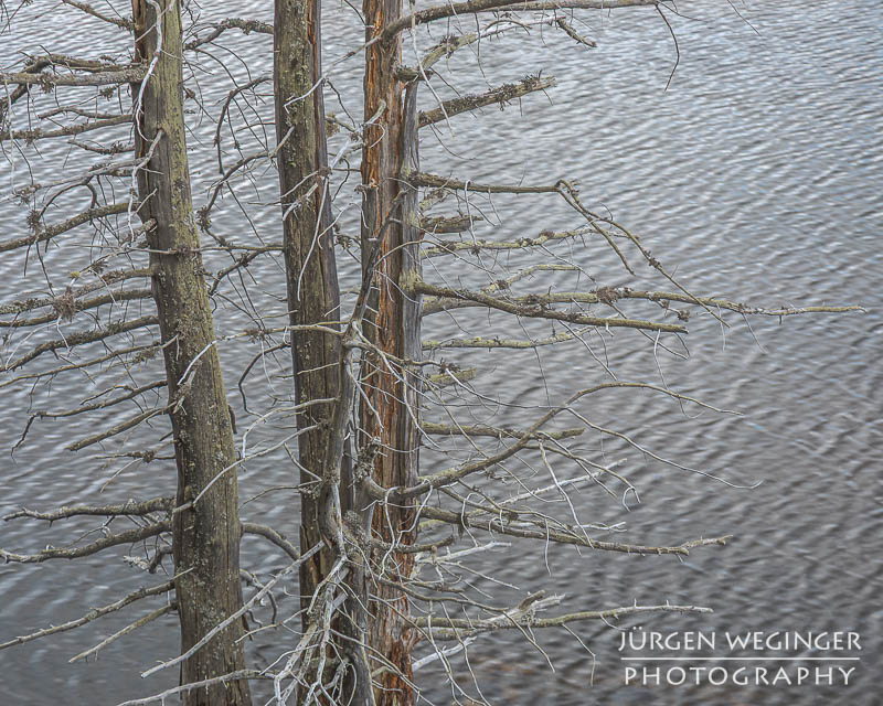 Abgestorbene Bäume stehen vor einem See mit Wellenmustern darauf. Windebensee, Biosphärenpark Nockberge.