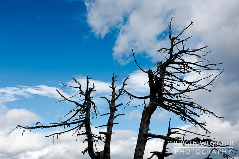 Abgestorbene Bäume als Silhouetten vor einem blauen Himmel mit weissen Wolken.
