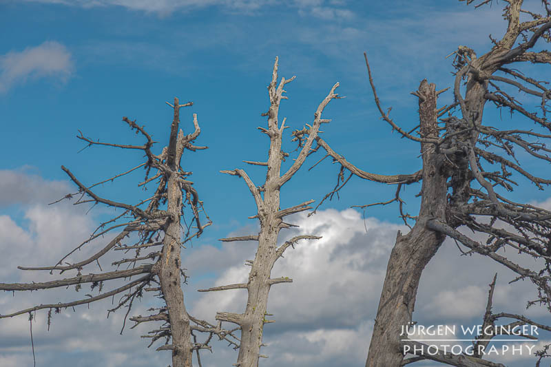 Abgestorbene Bäume ragen in den Himmel vor einem blauen Himmel mit Wolken