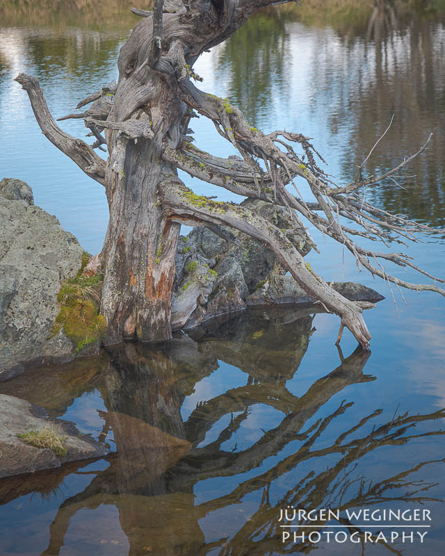 Abgestorbener Baum steht an einem See mit Spiegelung im Wasser. Windebensee, Biosphärenpark Nockberge.