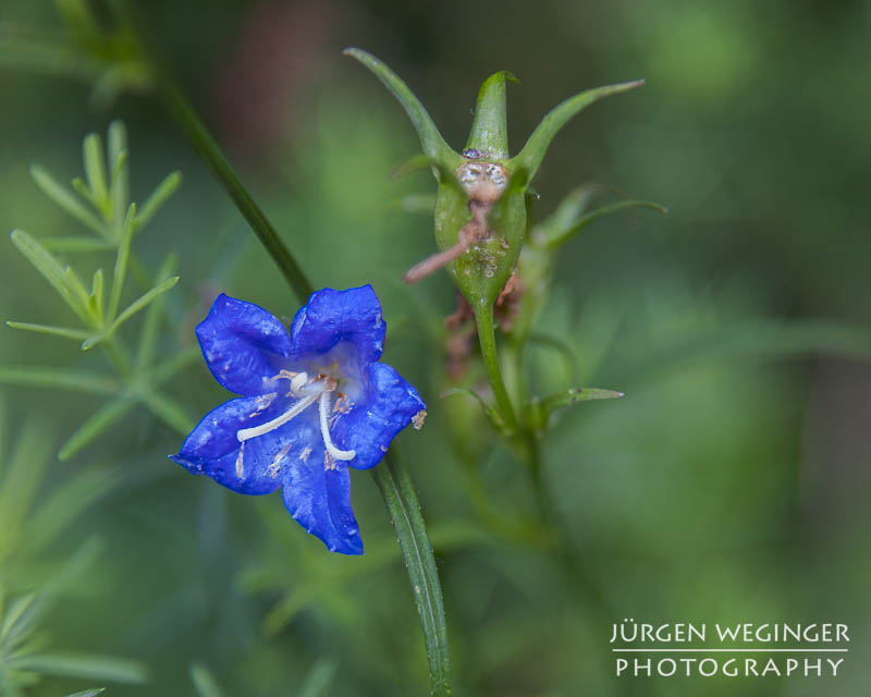 Blaue Blüte vor unscharfen grünen Hintergrund. Feld Rittersporn, consolida regalis