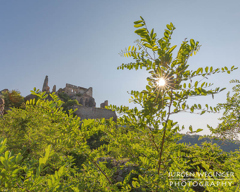 Grüne Blätter im Gegenlicht und Sonnenstern und blauen Himmel. Im Hintergrund ist eine Burgruine zu sehen. Burgruine Dürnstein, Wachau, Niederösterreich.