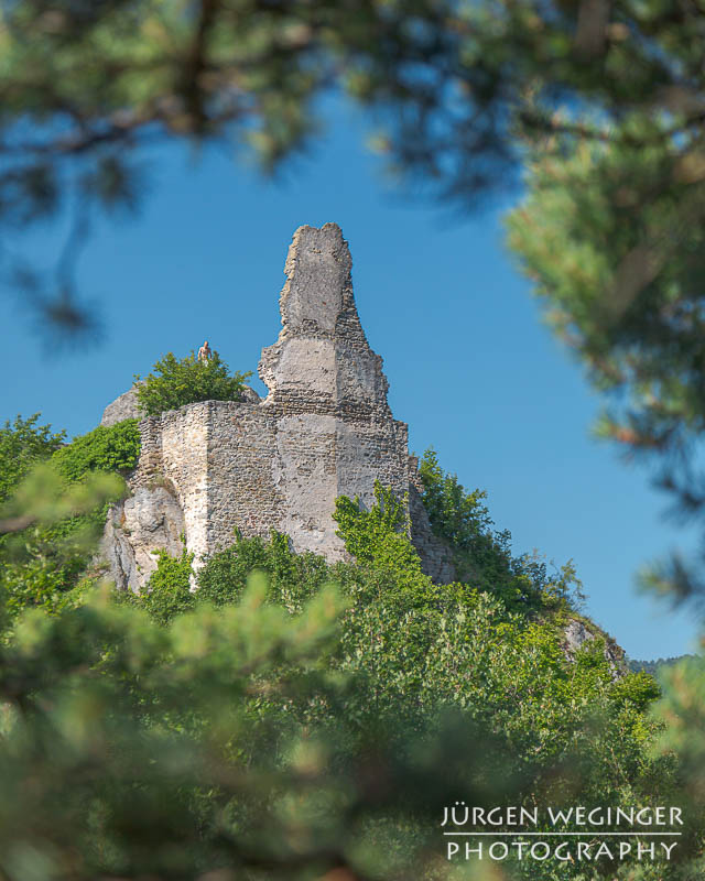 Die Burgruine Dürnstein unter blauen Himmel von Ästen umrahmt. Wachau, Niederösterreich.