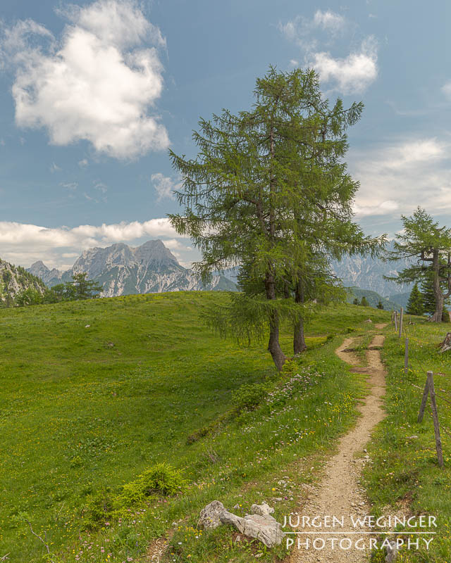 Berg mit blauem Himmel und weissen Wolken mit Bäumen im Vordergrund. Nationalpark Gesäuse