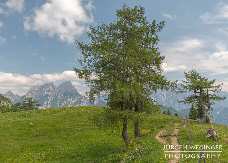 Berg mit blauem Himmel und weissen Wolken mit Bäumen im Vordergrund. Nationalpark Gesäuse