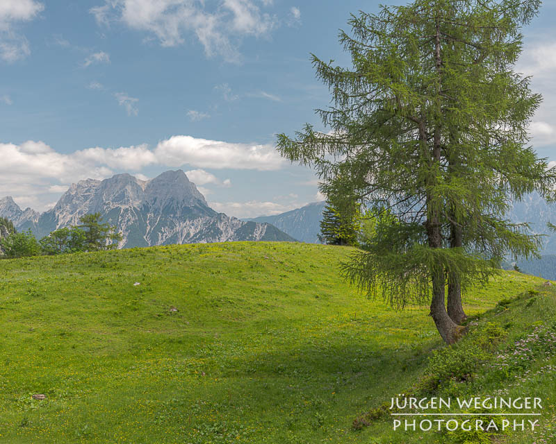 Berg mit blauem Himmel und weissen Wolken mit Bäumen im Vordergrund. Nationalpark Gesäuse