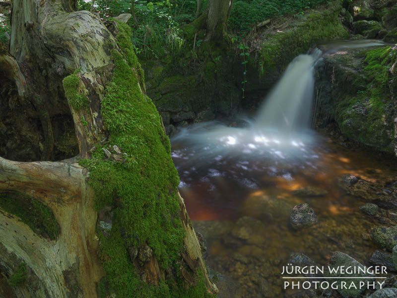 Baumstamm mit Moos, im Hintergrund ein kleiner Wasserfall, Ysperklamm, Waldviertel, Niederösterreich