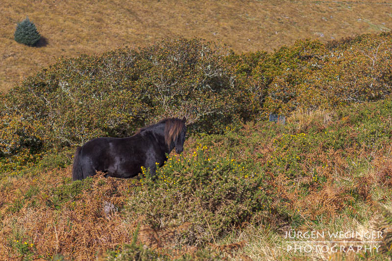 Ein schwarzes Pferd in einer herbstlichen Vegetation. Whistman´s Wood, Dartmoor Nationalpark, England