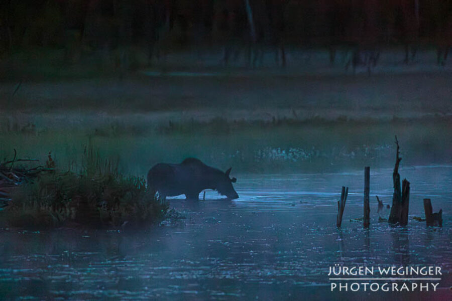 Aus dem Archiv | Alaska Momente