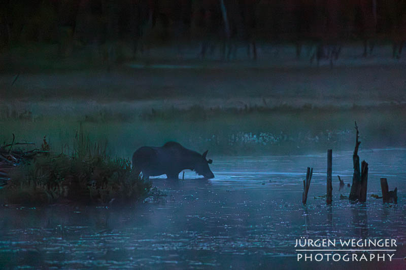 Ein Elch in Alaska um 2 Uhr morgens steht in einem See und frisst