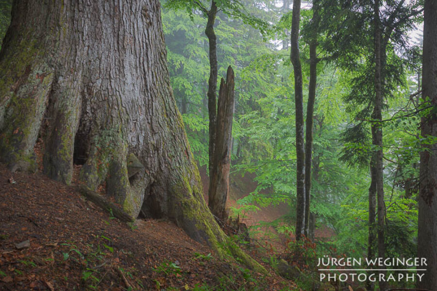 Der Lammertaler Urwald: Fotografieren im Regen