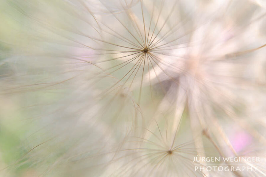 Abstrakte Blumenfotografie am Abend