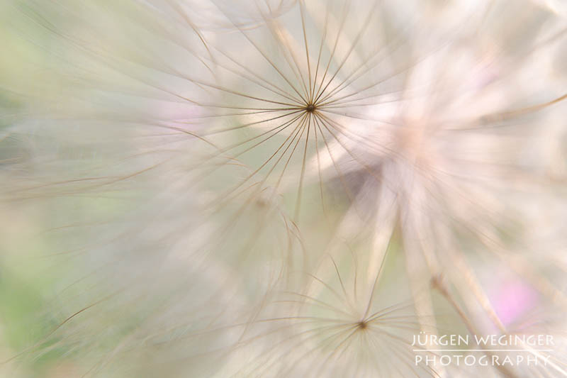 Abstrakte Blumenfotografie am Abend