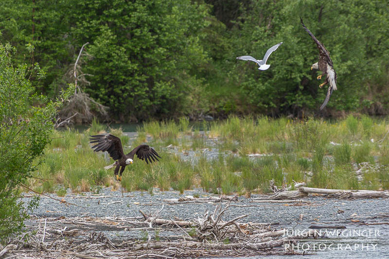 Weißkopfseeadler in grüner Flusslandschaft bei Cooper Landing