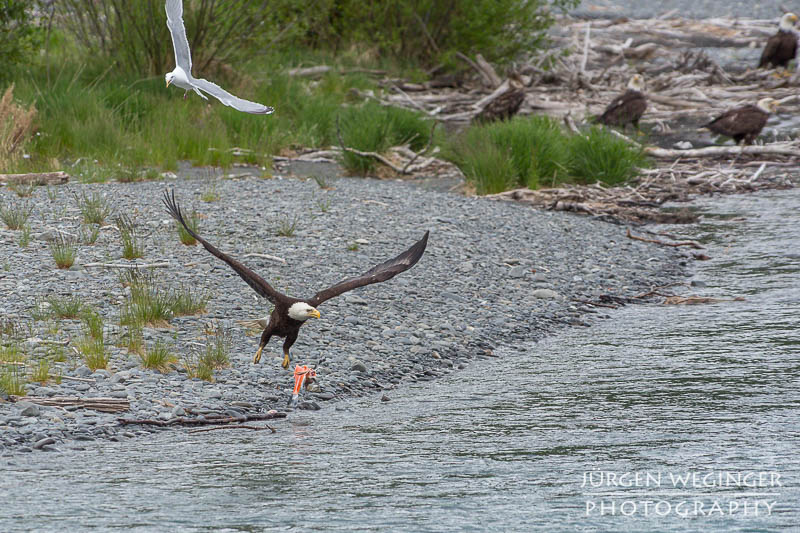 Weißkopfseeadler über dem Fluss bei Cooper Landing in Alaska