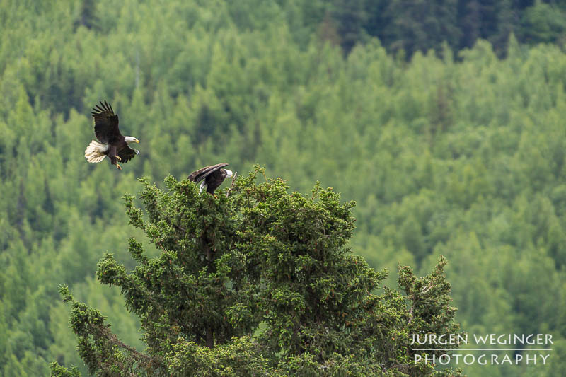 Weißkopfseeadler im Flug bei Cooper Landing in Alaska