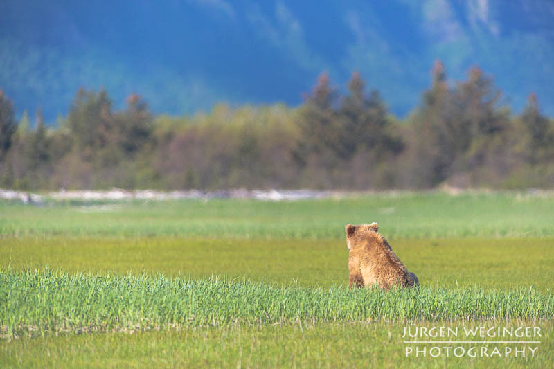 Braunbär in der Küstenlandschaft von Hallo Bay in Alaska