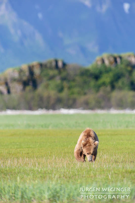 Grizzlybär am Ufer von Hallo Bay im Katmai Nationalpark