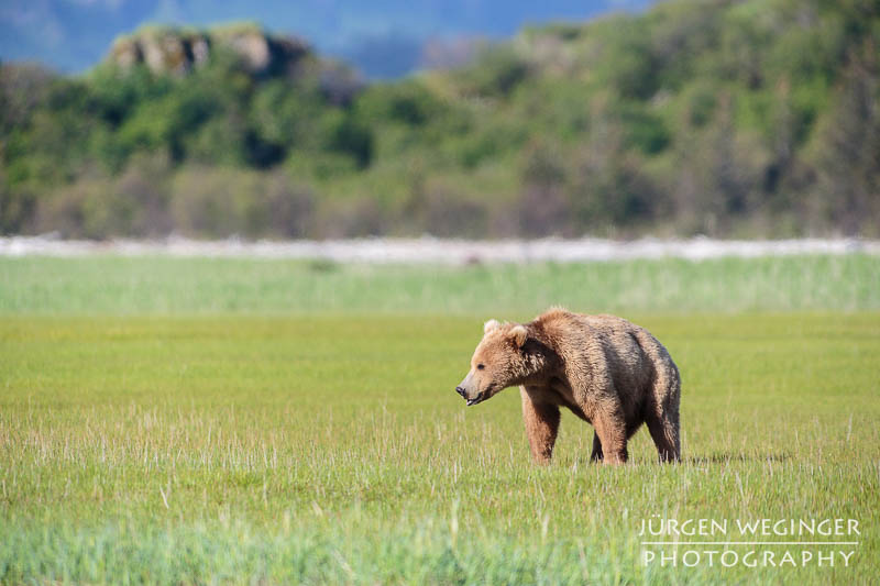 Braunbär in der Graslandschaft von Hallo Bay in Alaska