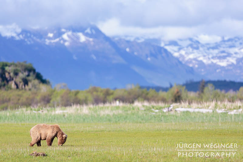 Grizzlybär in Hallo Bay vor den Bergen des Katmai Nationalparks