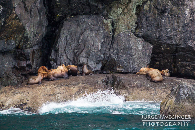 Steller-Seelöwen ruhen auf Felsen an der Küste Alaskas