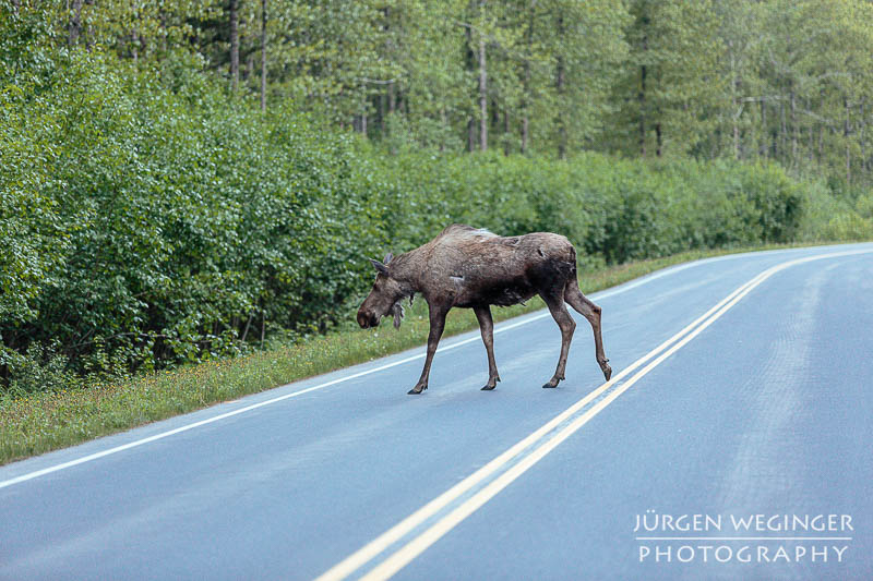 Elch überquert die Straße nahe der Exit Glacier Road