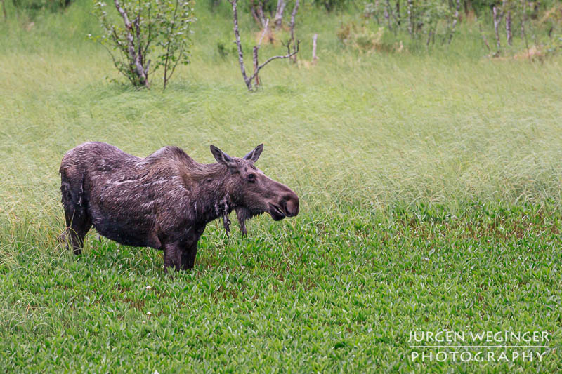 Elch im Teich in der Wildnis von Alaska